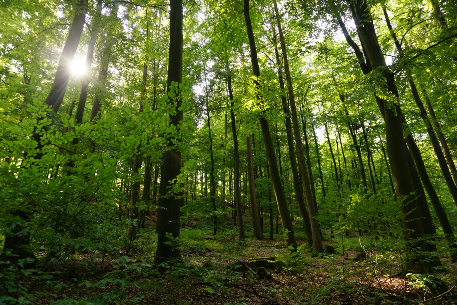 Vorreiter für Wildnis und Artenvielfalt: 20 Prozent Staatswälder der natürlichen Entwicklung überlassen