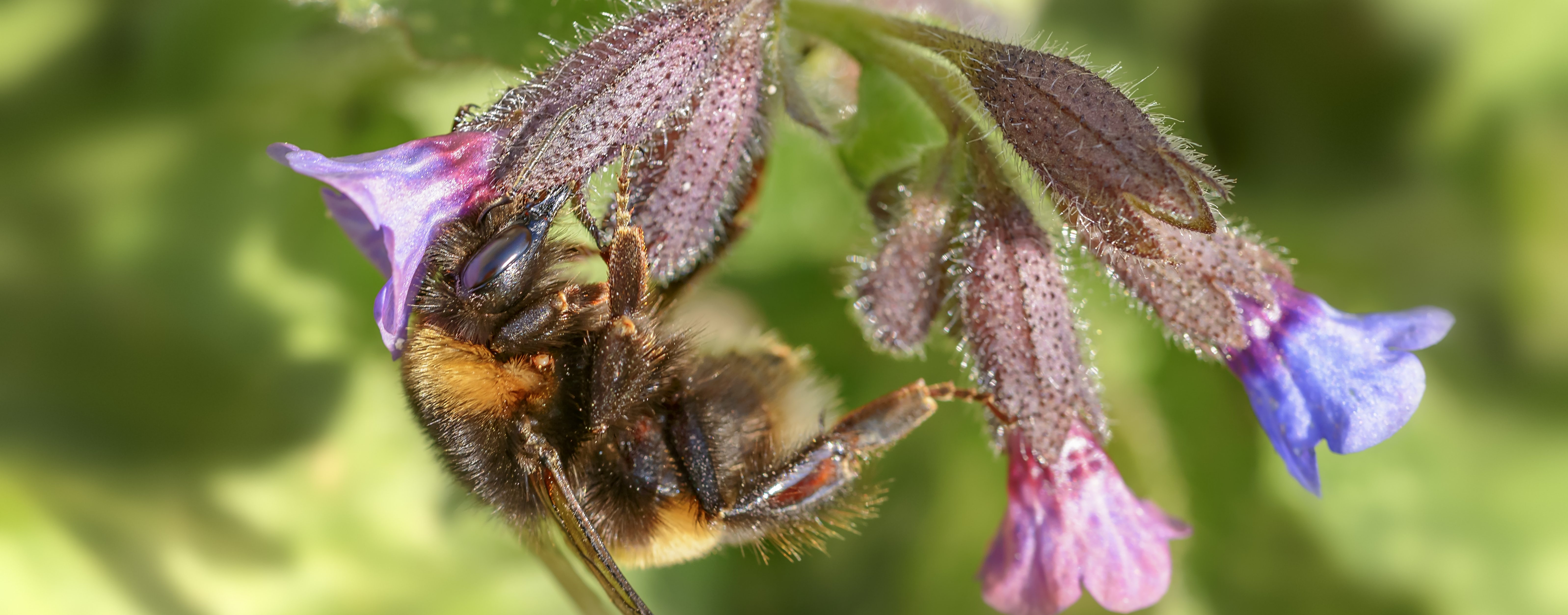 Volksinitiative Artenvielfalt: NRW darf Insektenschutz nicht länger ausbremsen